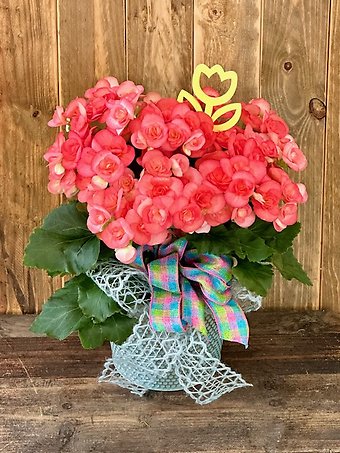Mother\'s Day Begonia